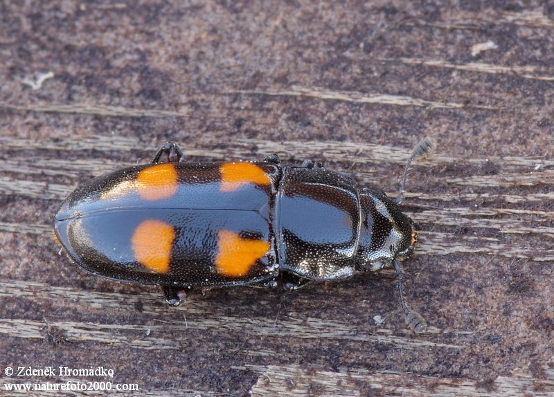 lesknáček čtyřskvrnný, Glischrochilus quadripunctatus (Brouci, Coleoptera)